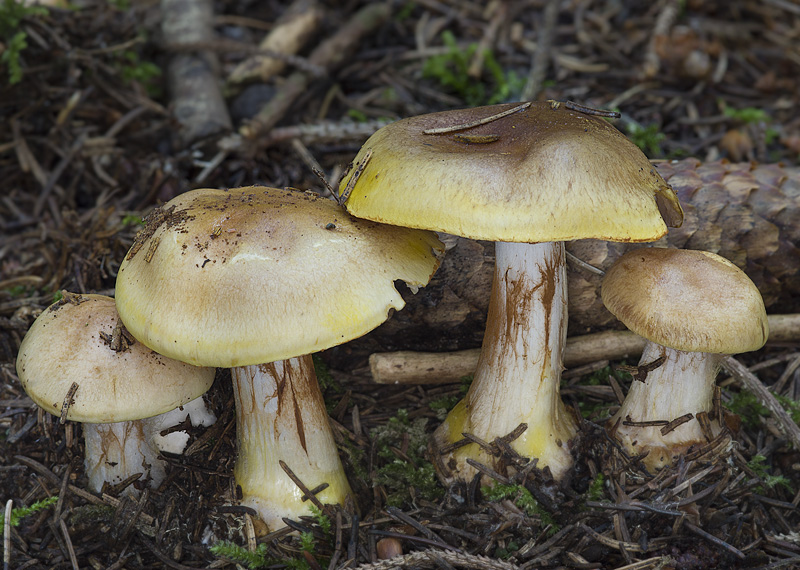 Cortinarius aureopulverulentus